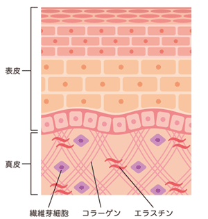 肌の断面図