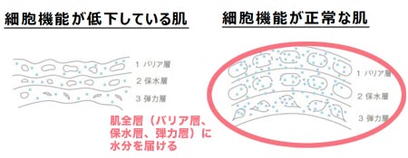 肌全層の分解図